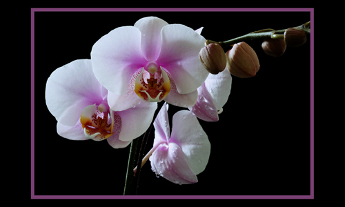 orchid_2427